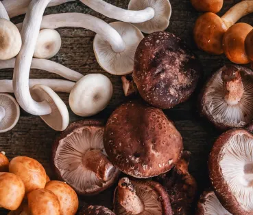 Algunas de las variedades más consumidas en la península son el níscalo, el boletus, la trompeta de la muerte y la seta de cardo. 