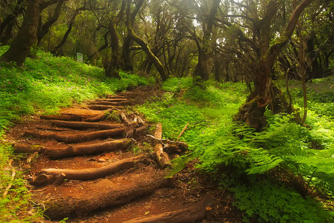Parc Nacional de Garajonay, La Gomera