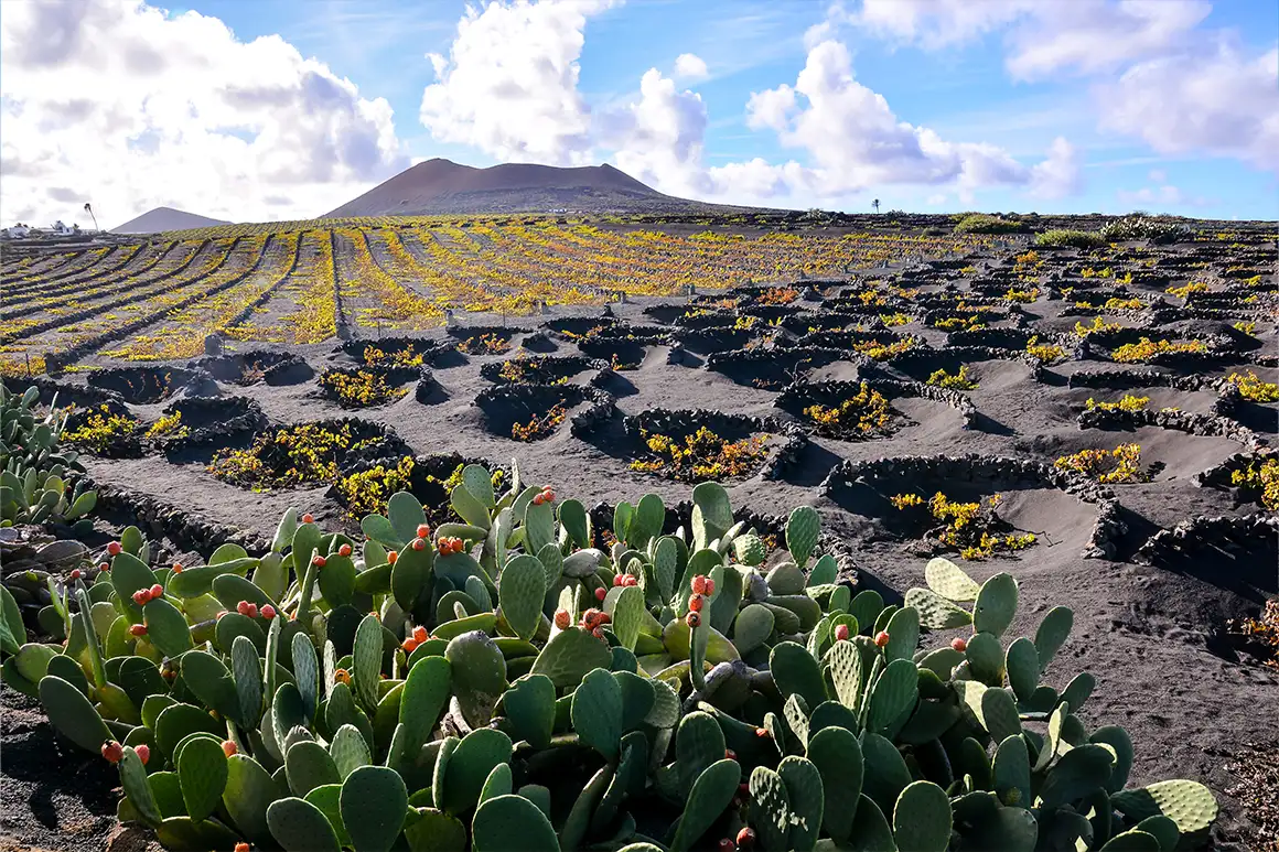 Vinyes a La Geria, Lanzarote