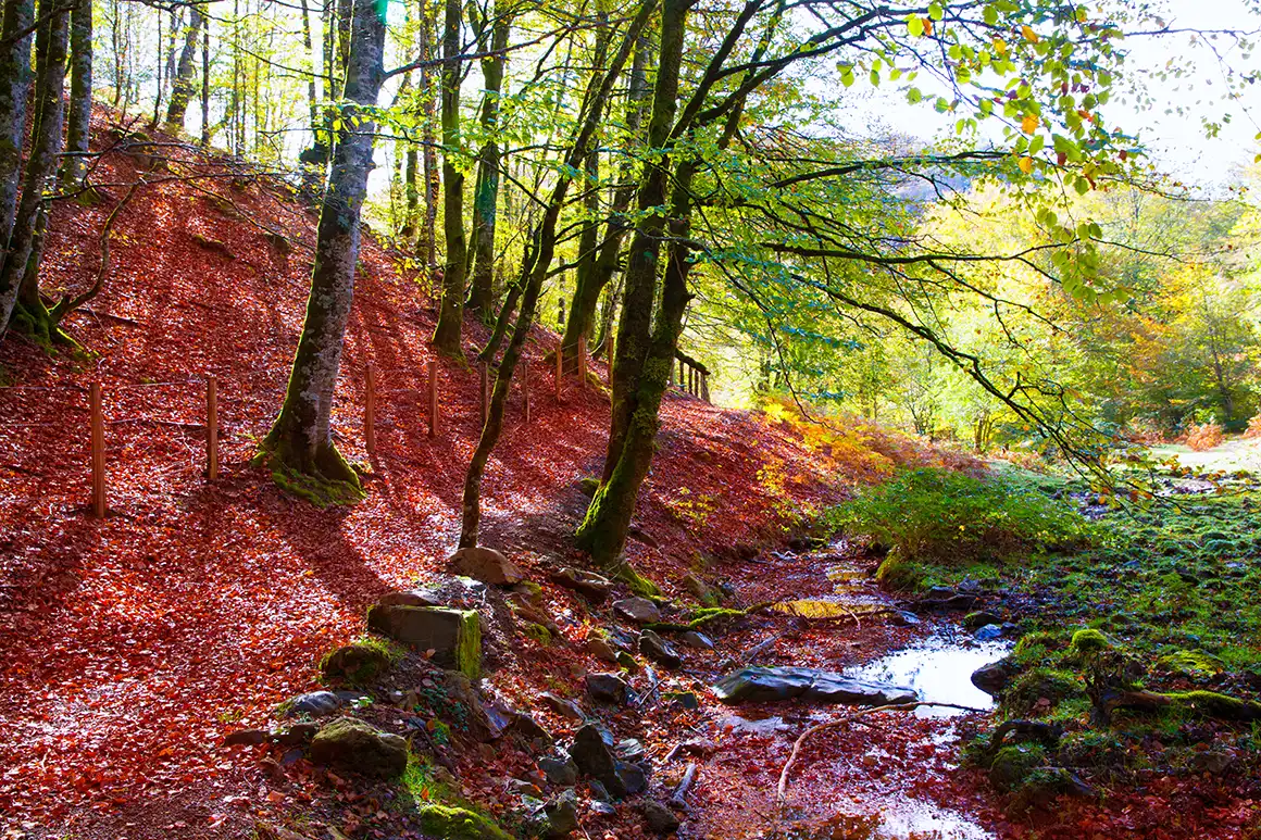 Selva de Irati