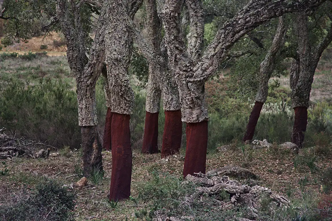Bosque de Los Alcornocales