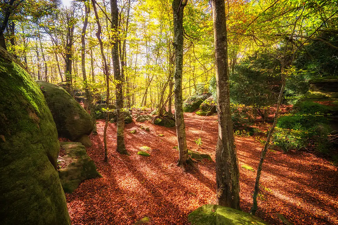 Fageda d’en Jordà