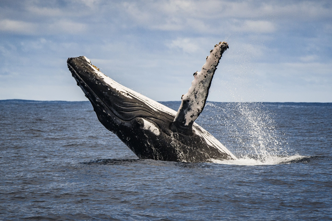 Ballena jorobada