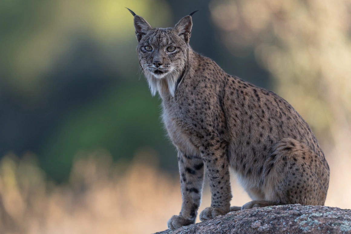 Lince ibérico