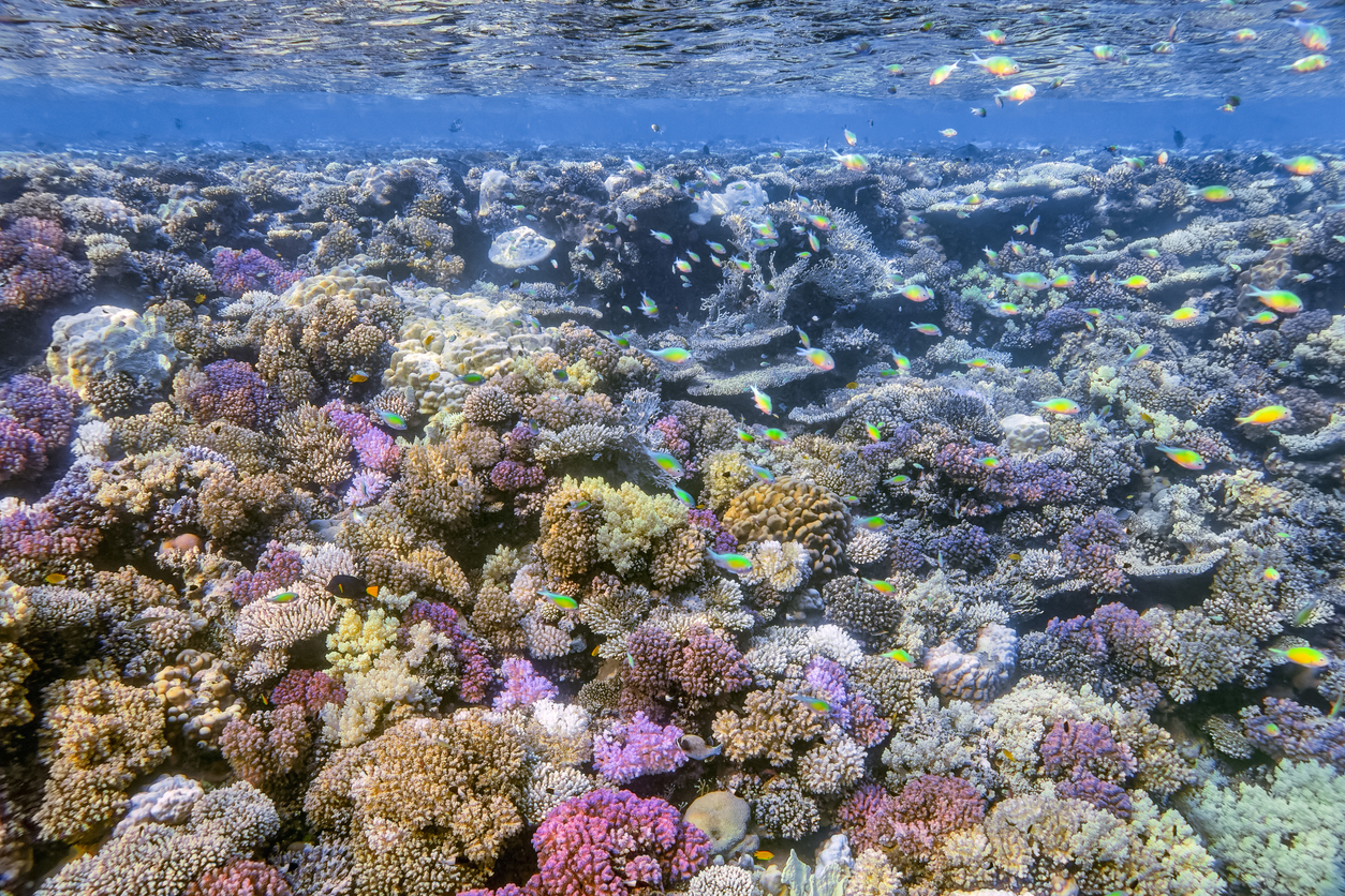L'impacte de la crema solar al mar