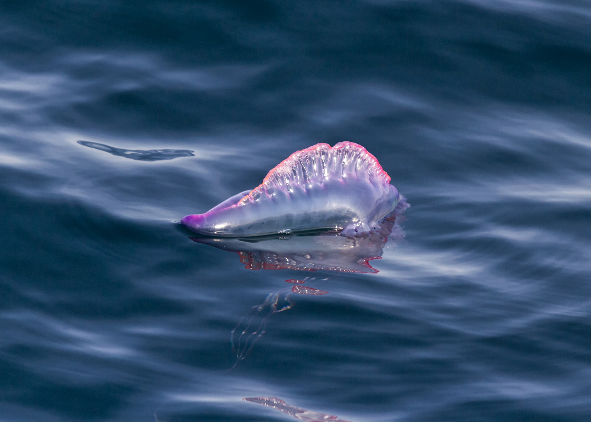 Imagen de una medusa carabela en el mar