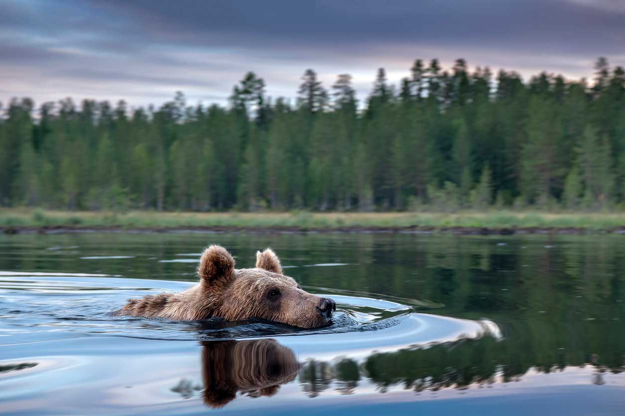 oso-lago-taiga