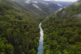 Bosques para recibir el otoño