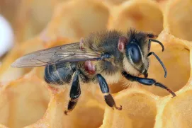  Abeja melífera infestada por ácaro parásito Varroa en un panal de cera Abella mel·lífera infestada per àcar paràsit Varroa en una bresca de cera