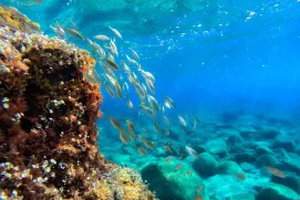Despite scientific advances, there is still much to learn about the real effects of sunscreen in the sea. 