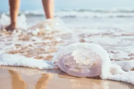 La mayoría de las especies que habitan en el Mediterráneo no suelen generar complicaciones importantes más allá de una reacción cutánea dolorosa que disminuye con el paso de las horas.