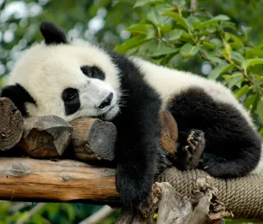 Quan una espècie està a prop de desaparèixer, passa a formar part de la Llista Vermella de la UICN