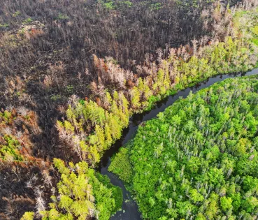 La resiliència del bosc enfront d'un incendi és limitada i alguns danys són irreparables, especialment si es produeixen de manera reiterada.