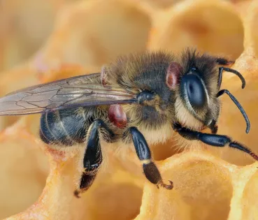  Abeja melífera infestada por ácaro parásito Varroa en un panal de cera Abella mel·lífera infestada per àcar paràsit Varroa en una bresca de cera