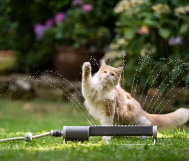 To protect your pet from the heat, it is important to watch for the early warning signs
