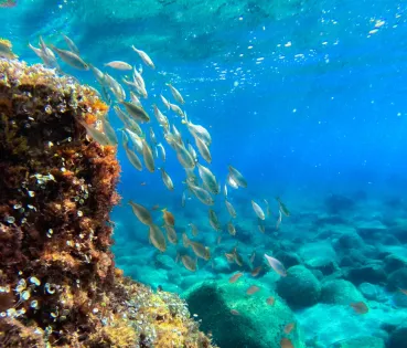 A pesar de los avances científicos, todavía queda mucho por conocer sobre el efecto real de las cremas solares en el medio marino.