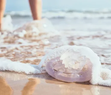 La majoria de les espècies que habiten al Mediterrani no solen provocar complicacions importants més enllà d’una reacció cutània dolorosa que disminueix amb el pas de les hores. 