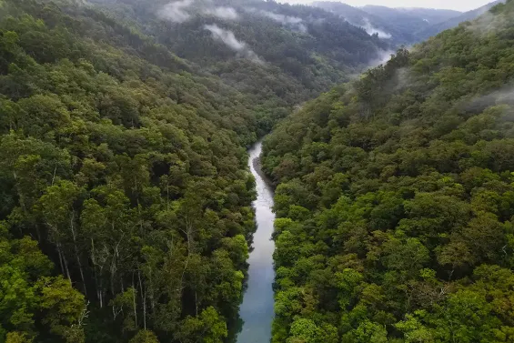 Bosques para recibir el otoño