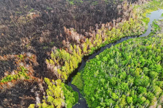 La resiliencia del bosque frente a un incendio es limitada y algunos daños son irreparables, especialmente si se producen de manera reiterada.