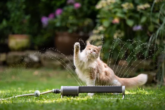Per protegir la teva mascota de la calor, cal estar atent als primers senyals d’alerta