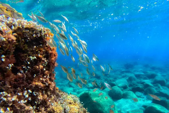 Malgrat els avenços científics, encara queda molt per conèixer sobre l'impacte de la crema solar al mar. 