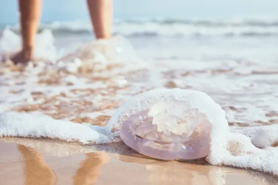La mayoría de las especies que habitan en el Mediterráneo no suelen generar complicaciones importantes más allá de una reacción cutánea dolorosa que disminuye con el paso de las horas.