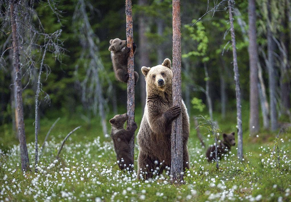 osos wild taiga