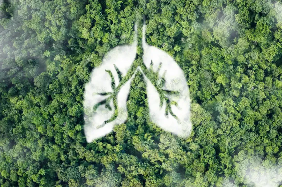 What do our lungs inhale?