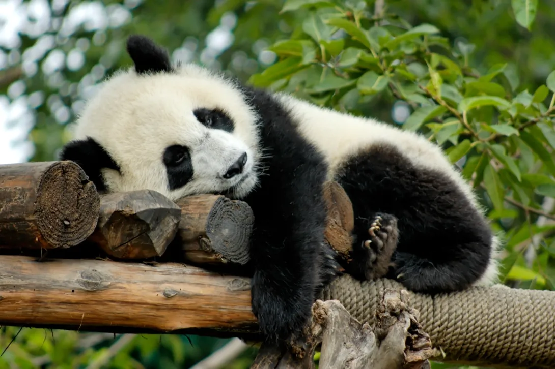 Cuando una especie está al borde de la desaparición, pasa a formar parte de la Lista Roja de la UICN, que evalúa a seres vivos de todo el mundo y los clasifica según su población y su grado de riesgo de extinción.