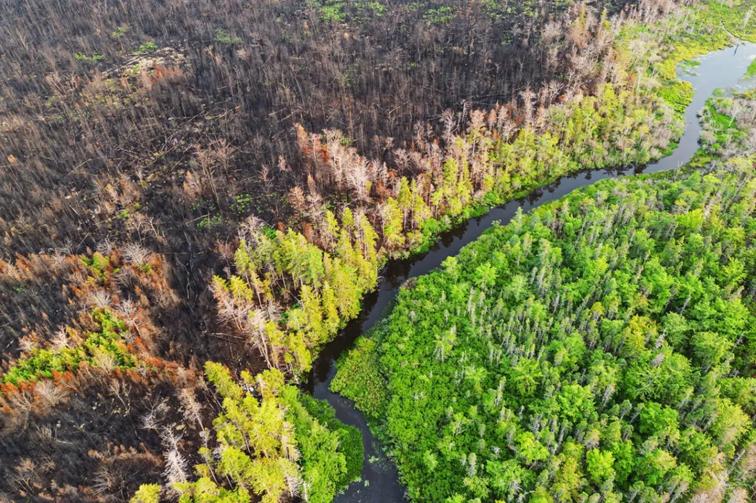 La resiliencia del bosque frente a un incendio es limitada y algunos daños son irreparables, especialmente si se producen de manera reiterada.