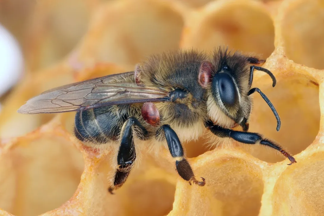  Abeja melífera infestada por ácaro parásito Varroa en un panal de cera Abella mel·lífera infestada per àcar paràsit Varroa en una bresca de cera